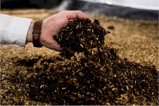 Böcek Fabrikalarında Geleceğin Proteini Üretiliyor